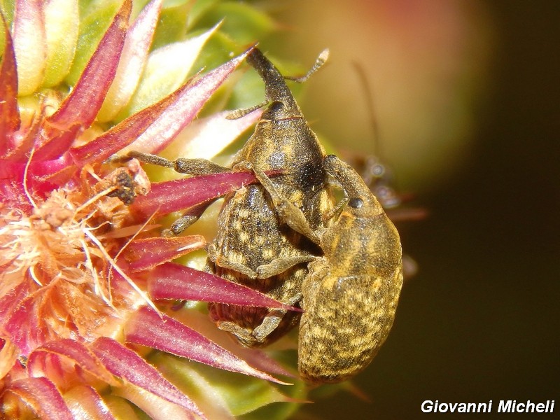 Serie di Curculionidae del parco del Ticino